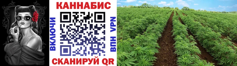 Шишки марихуана LSD WEED  закладки  OMG онион  Новоржев 